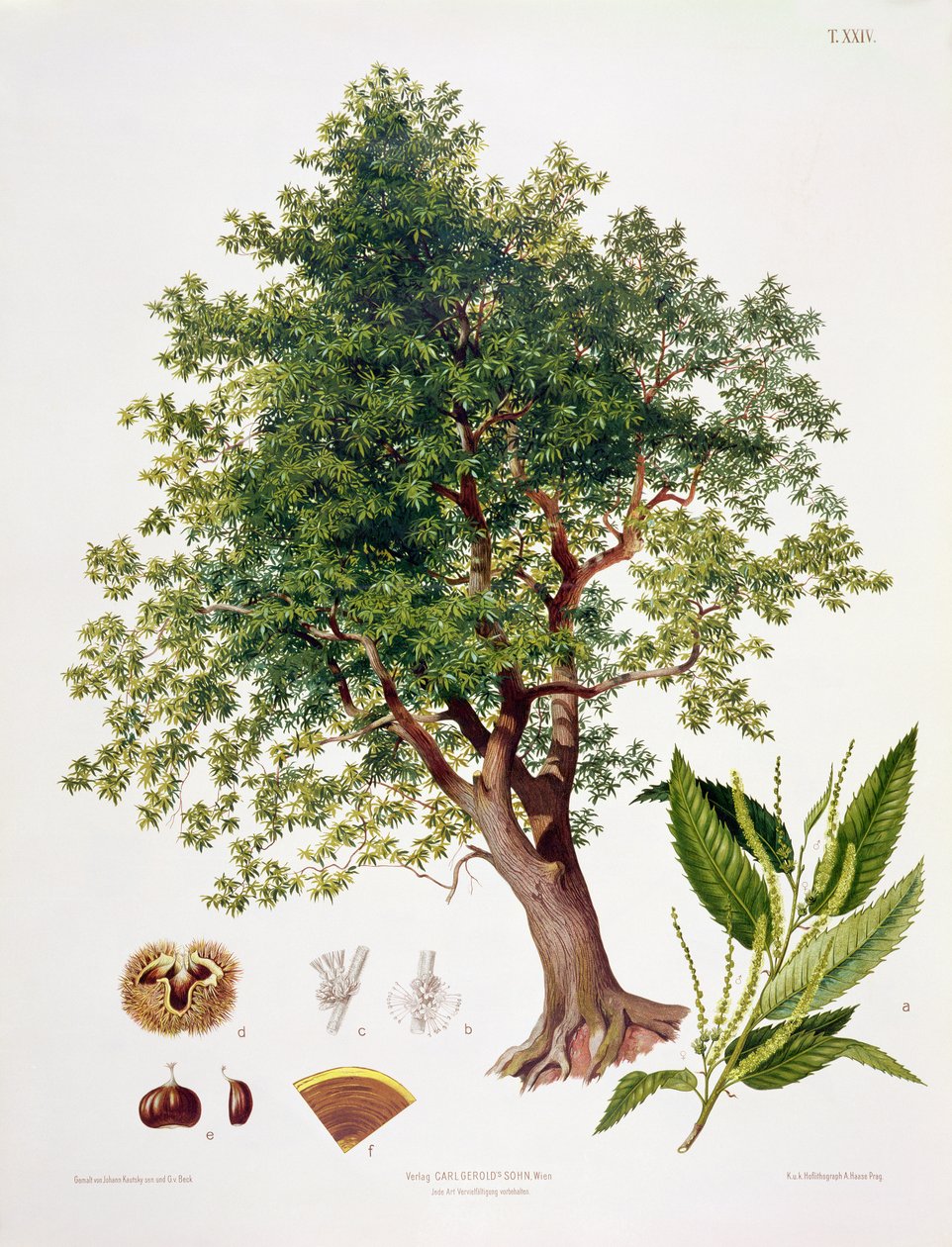 Sweet Chestnut, kaiverrettu A. Haase tekijältä Johann Kautsky