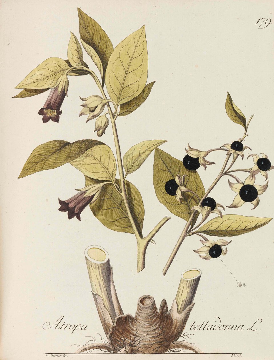 Kuva kaikista talouskasveista, 1786-1788. tekijältä Johann Simon von Kerner
