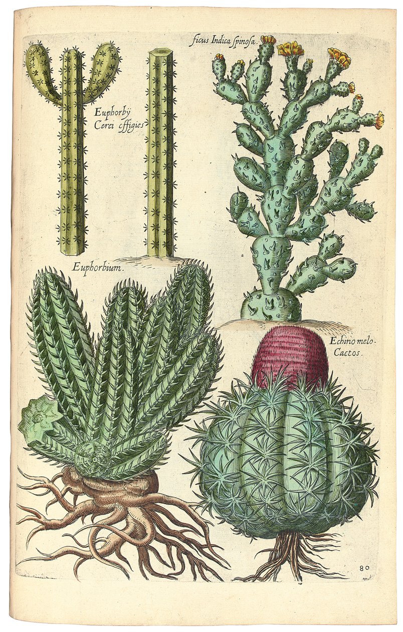 Kaktukset, 1641 tekijältä Johann Theodor de Bry