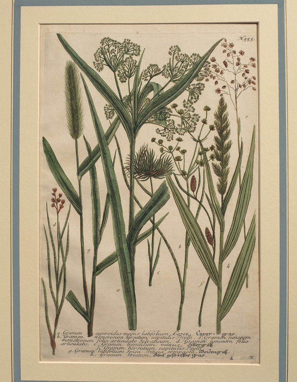 Bermuda Grass (Cynodon dactylon), värillinen kaiverrus tekijältä Johann Wilhelm Weinmann