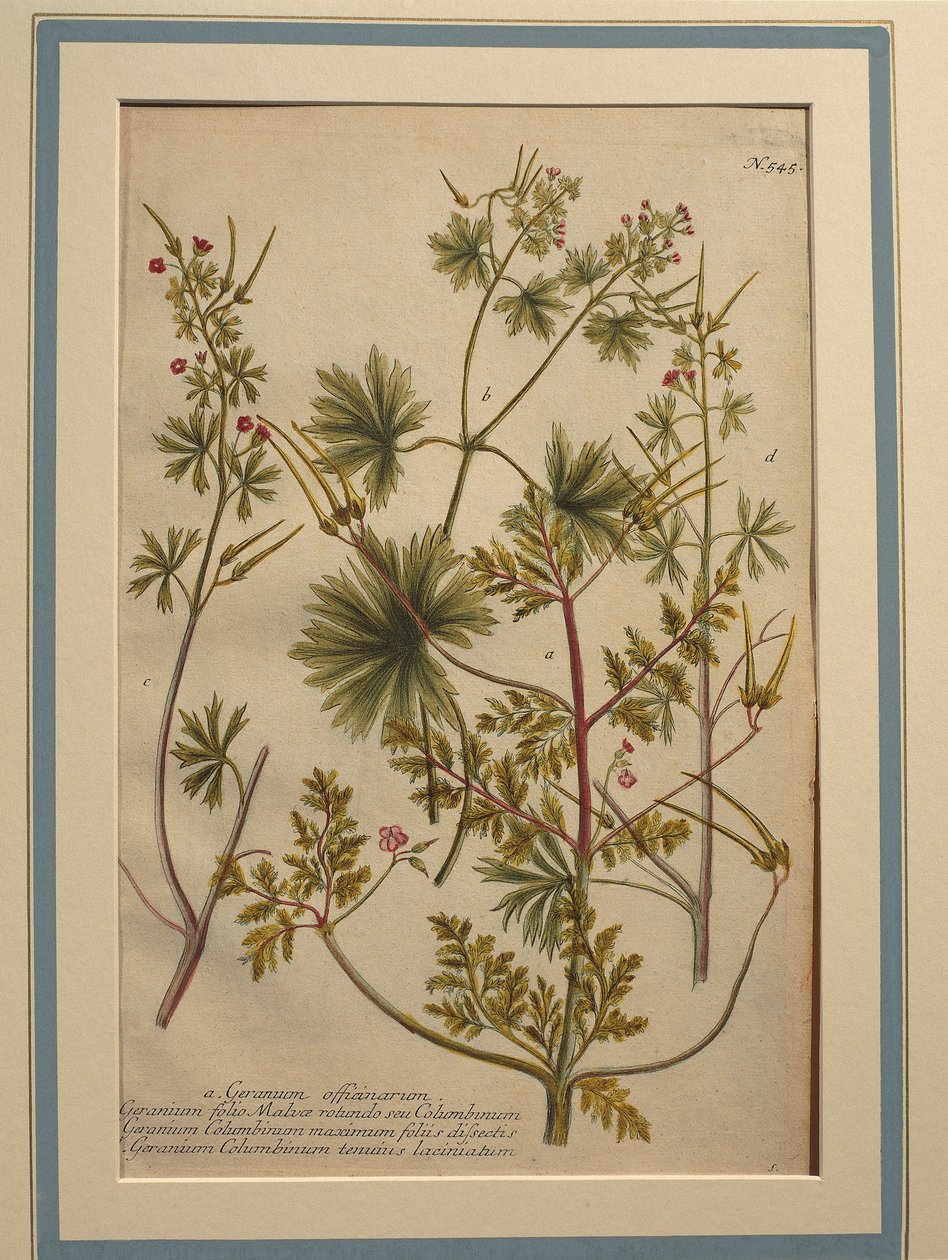 Herb Robert (Geranium robertianum), värillinen kaiverrus tekijältä Johann Wilhelm Weinmann