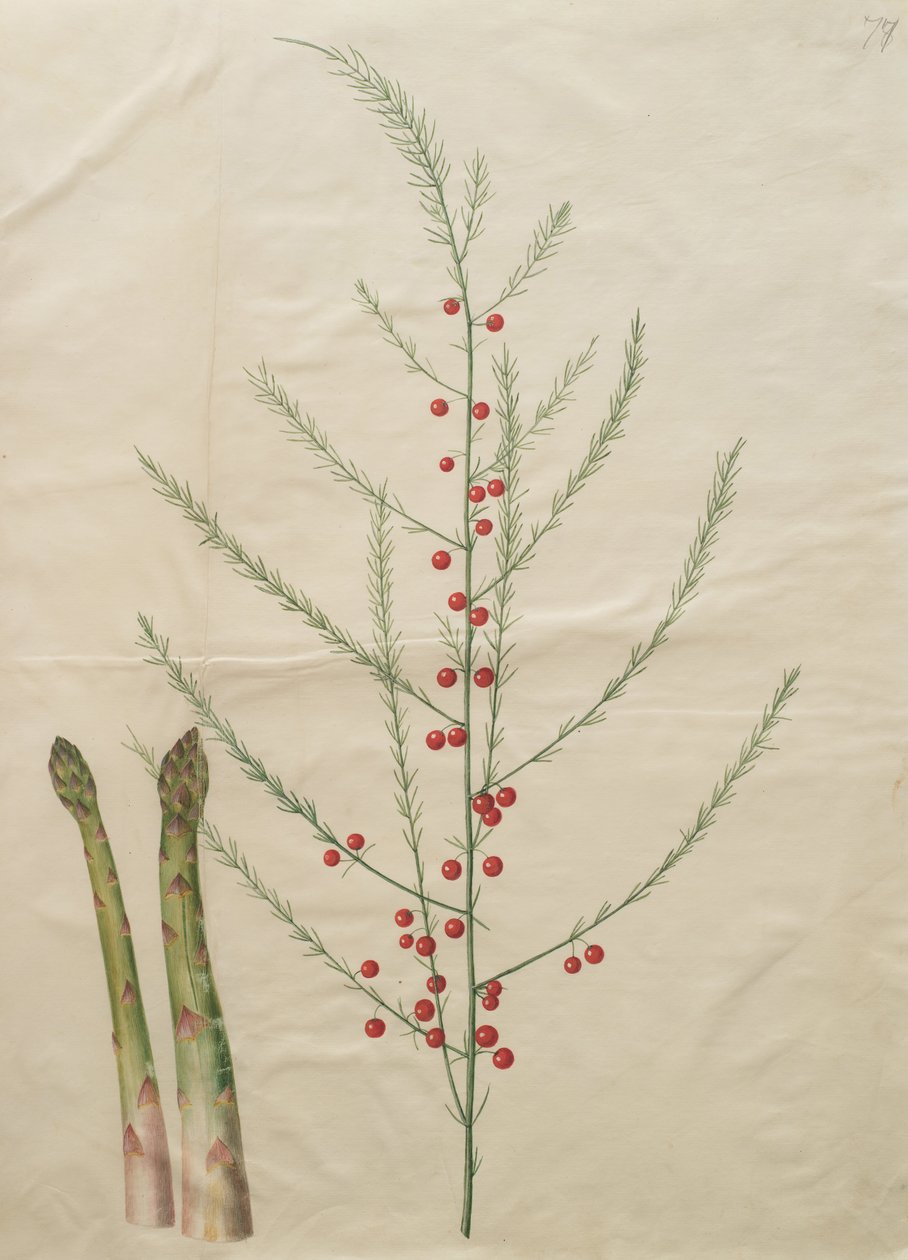 Parsa officinalis tekijältä Johannes Simon Holtzbecher