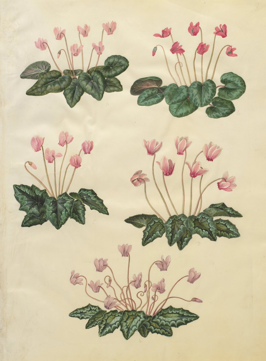 Cyclamen purpurascens; Cyclamen hederifolium tekijältä Johannes Simon Holtzbecher