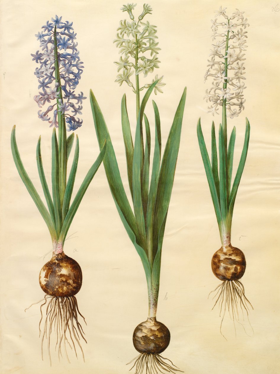 Hyacinthoides orientalis simp et pl tekijältä Johannes Simon Holtzbecher