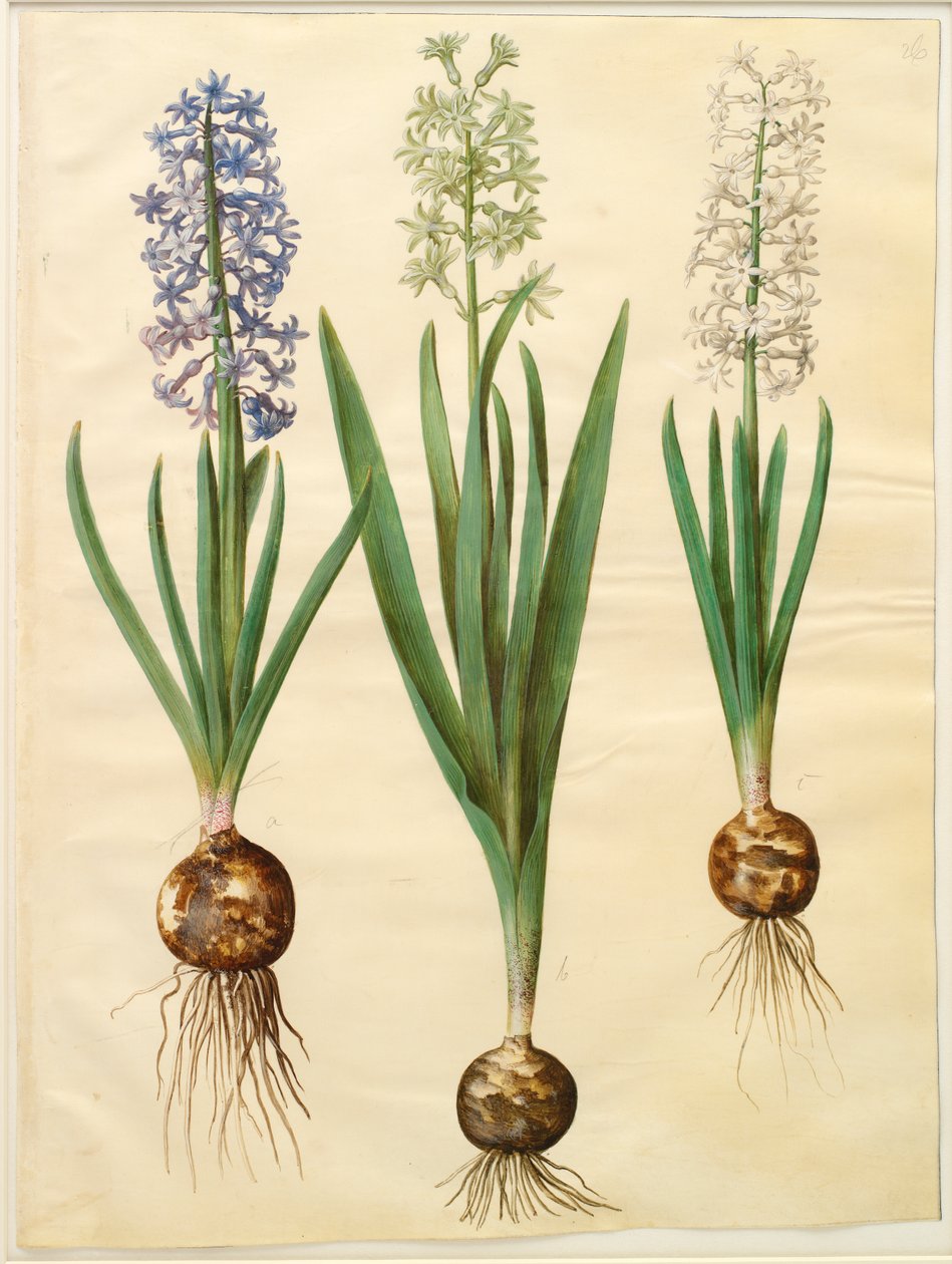 Hyacinthoides orientalis simp et pl tekijältä Johannes Simon Holtzbecker
