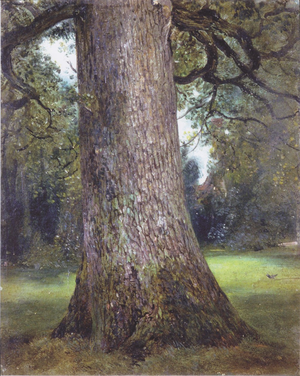 Hirvipuun tutkimus tekijältä John Constable