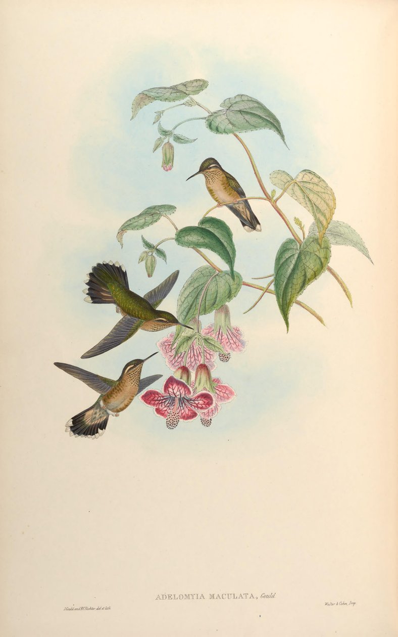 Adelomyia maculata = Adelomyia melanogenys maculata tekijältä John Gould