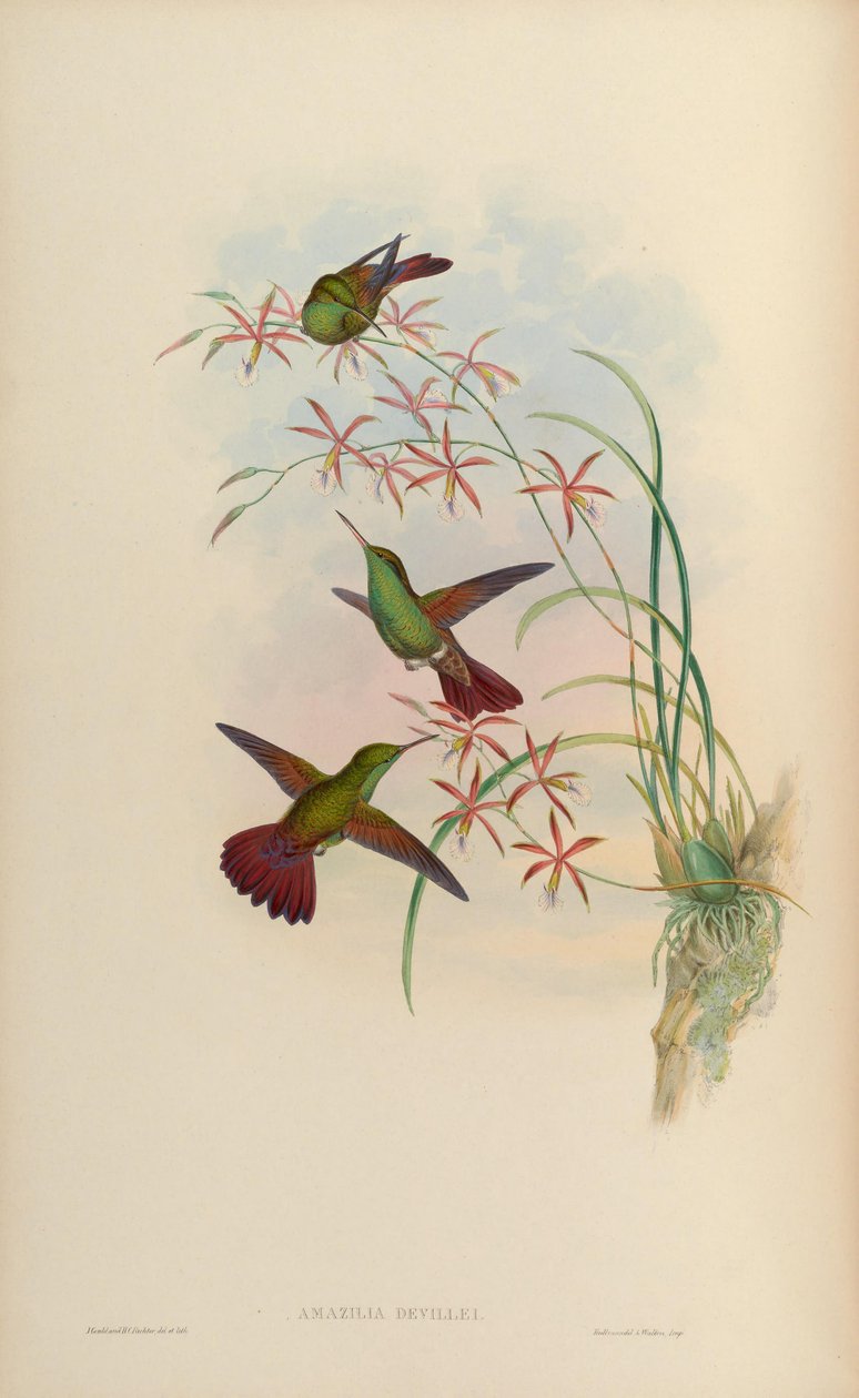 Amazilia devillei = Amazilia beryllina devillei tekijältä John Gould