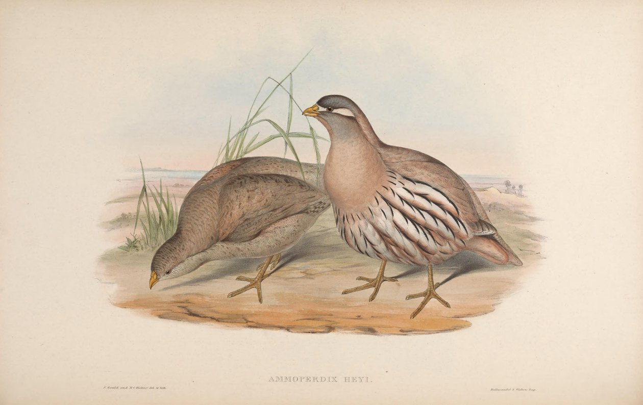 Ammoperdix hei tekijältä John Gould