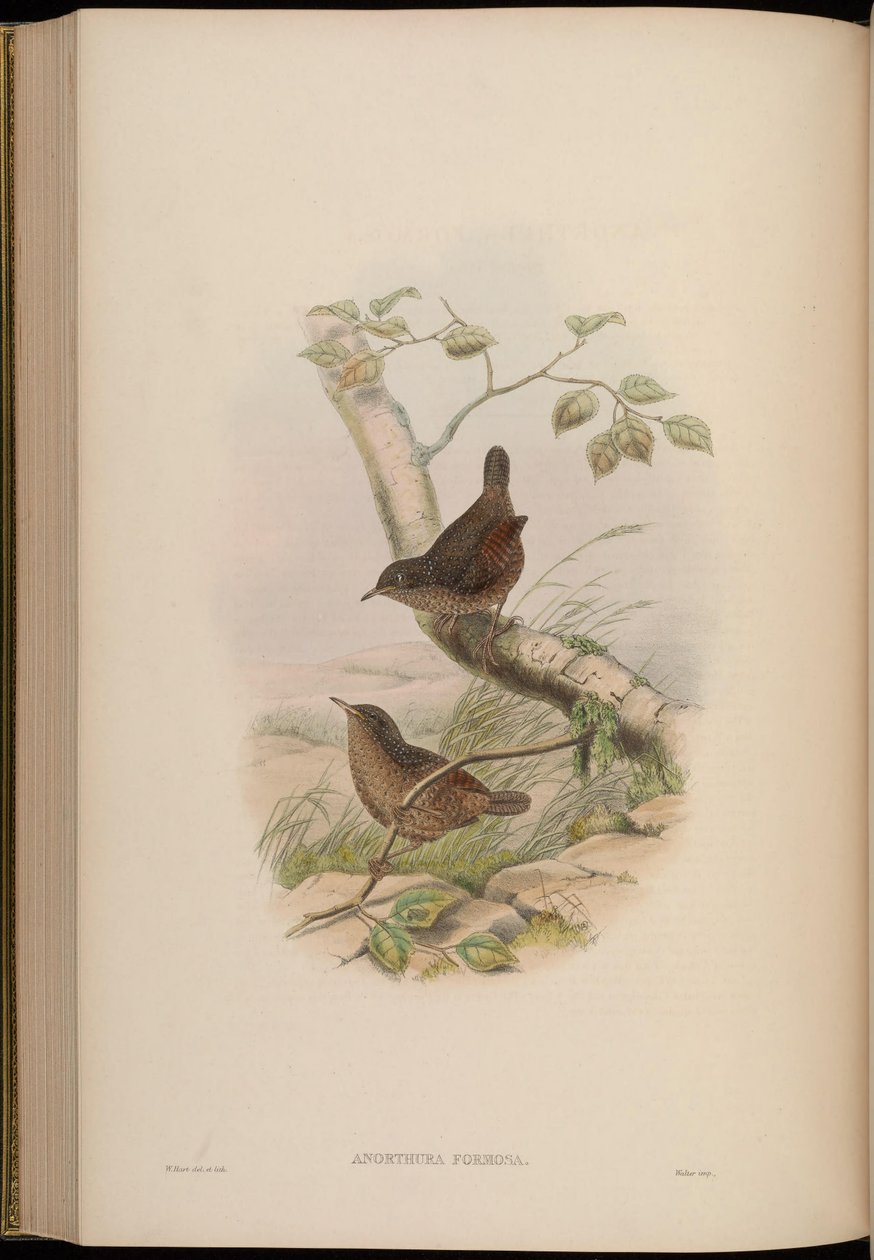 Anorthura formosa = Spelaeornis formosus tekijältä John Gould