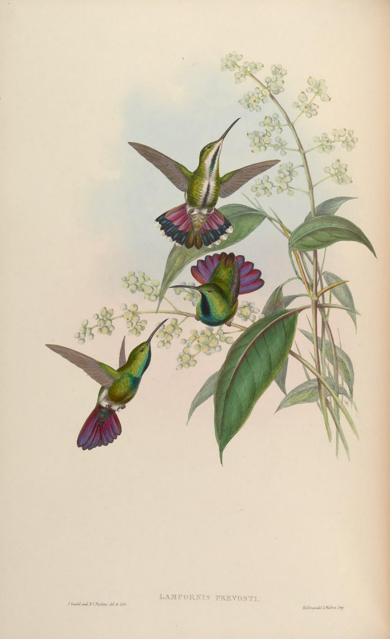 Antrasothorax prevostii tekijältä John Gould