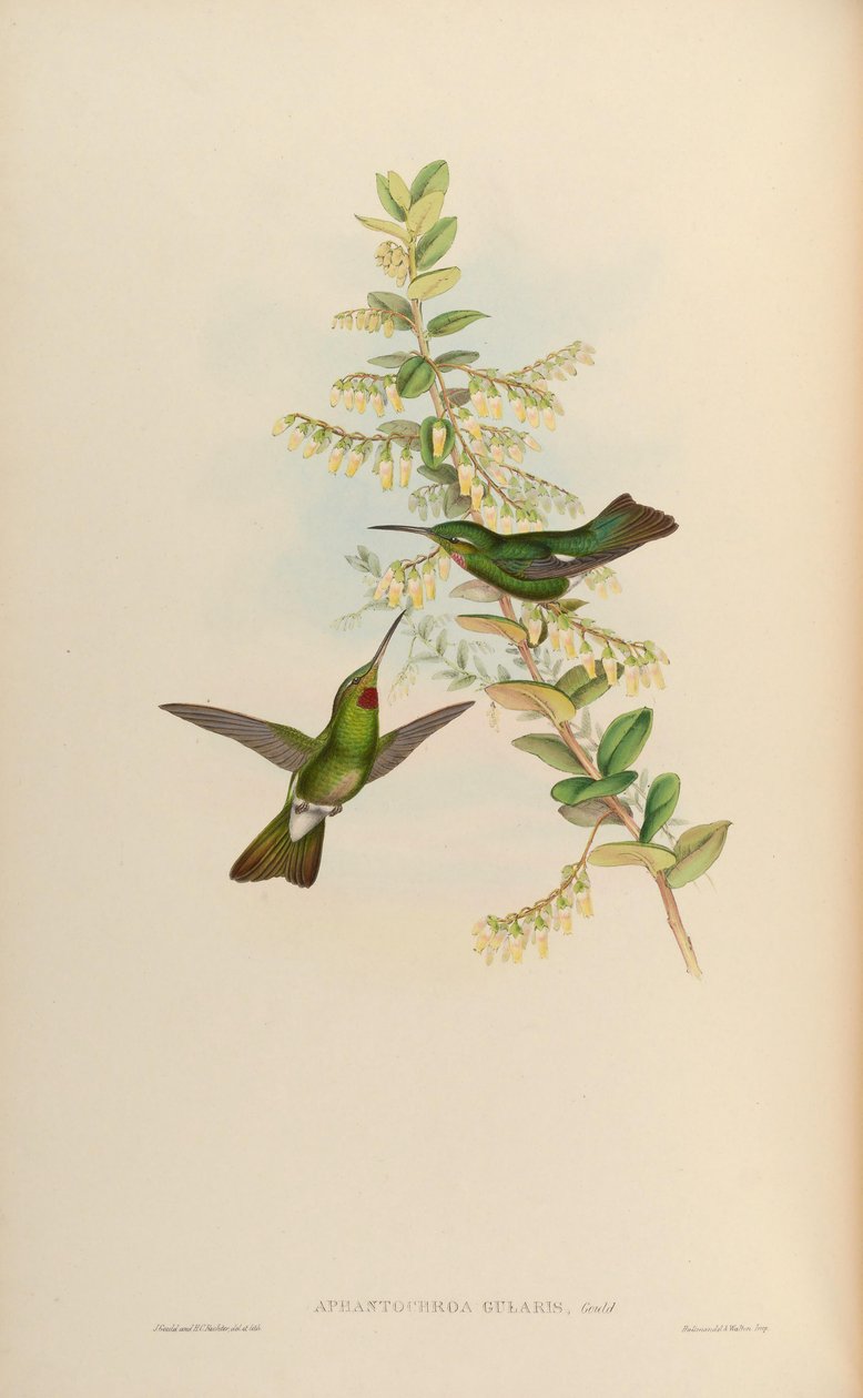 Aphantochroa gularis = Heliodoxa gularis tekijältä John Gould