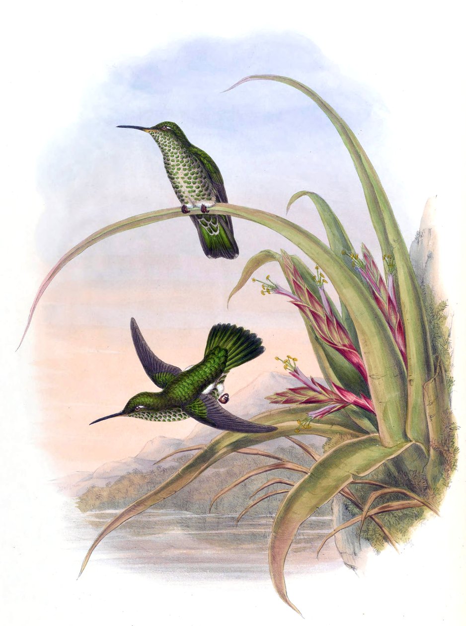 Aphantochroa hyposticta = Taphrospilus hypostictus tekijältä John Gould