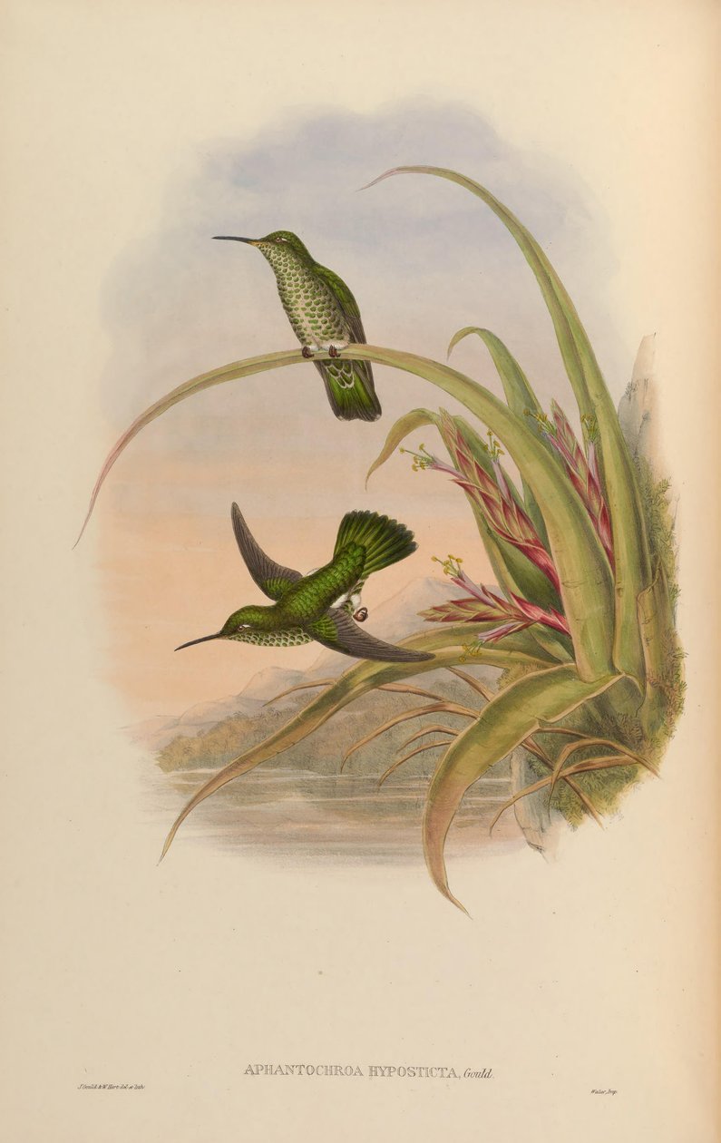 Aphantochroa hyposticta = Taphrospilus hypostictus tekijältä John Gould