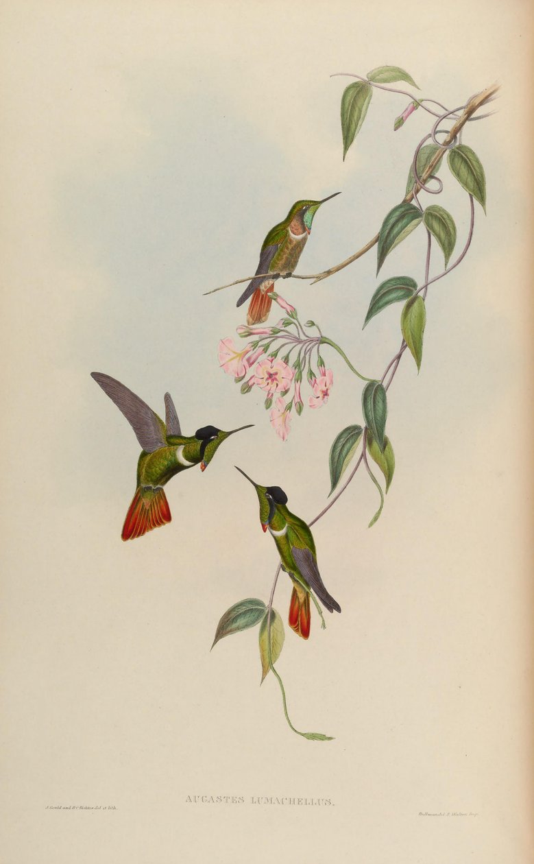 Augastes lumachellus tekijältä John Gould