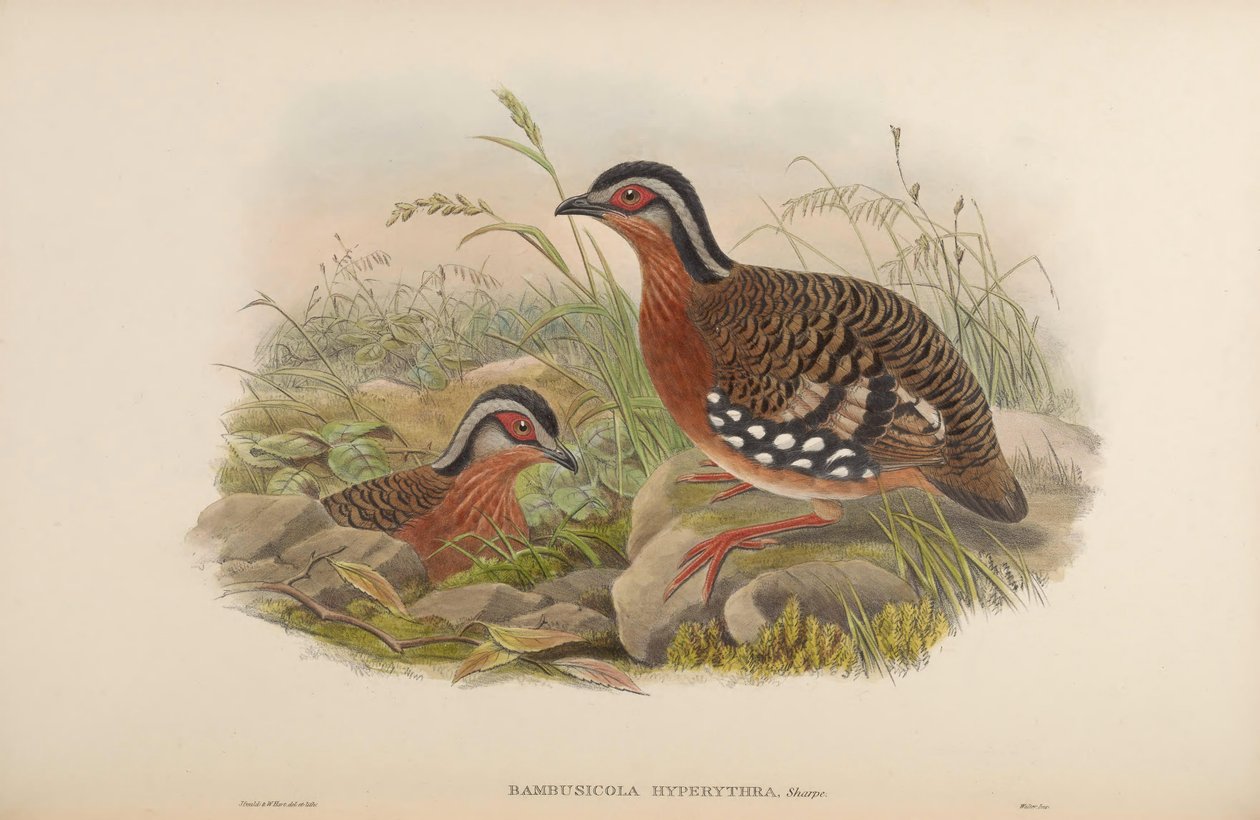 Bambusicola hyperythra = Arborophila hyperythra tekijältä John Gould