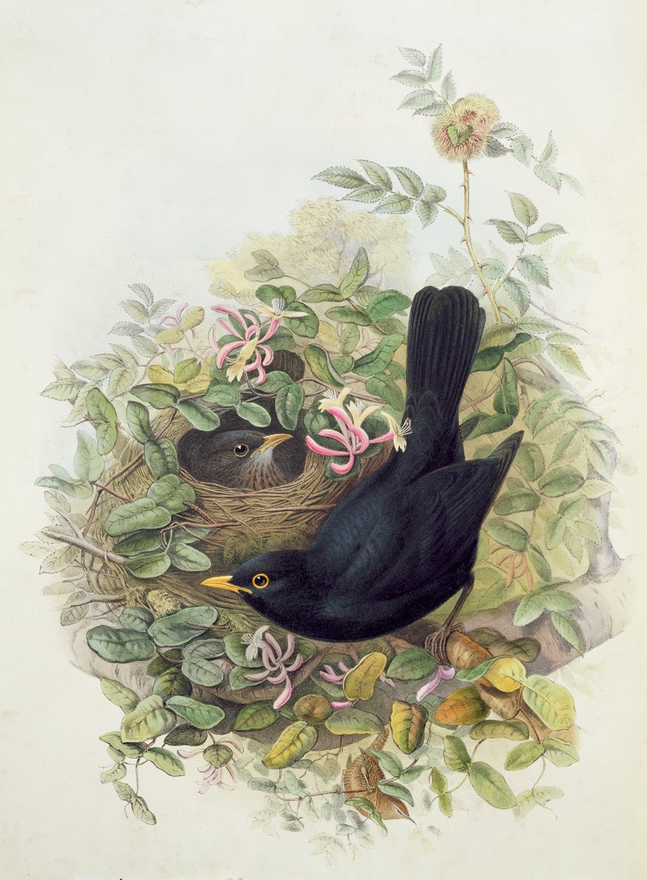 Blackbird, 1873 (kynä, wc paperilla) tekijältä John Gould