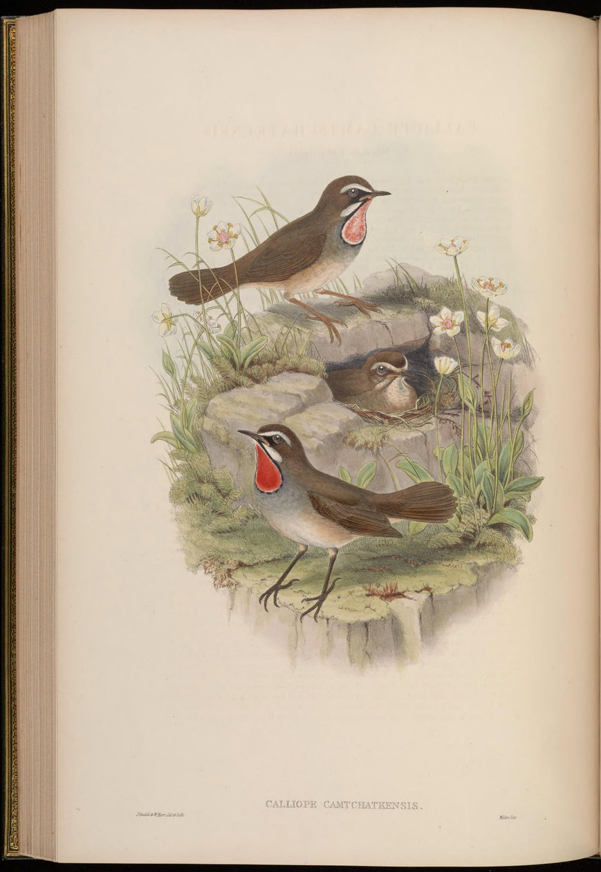 Calliope camtschatkensis = Luscinia calliope camtschatkensis [] tekijältä John Gould