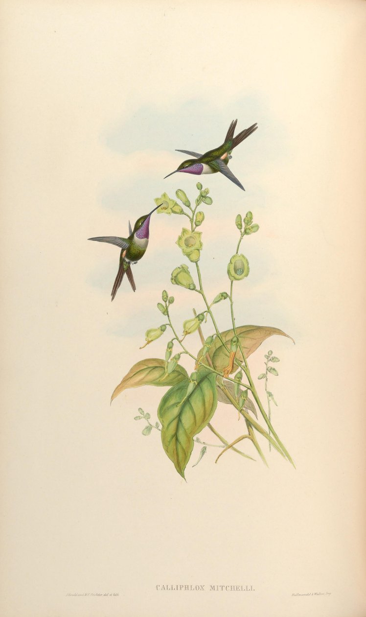 Calliphlox mitchelli tekijältä John Gould