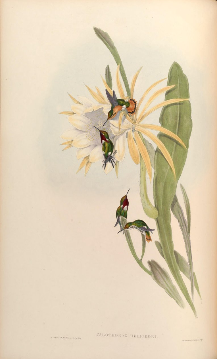 Calothorax heliodor = Chaetocercus heliodor tekijältä John Gould