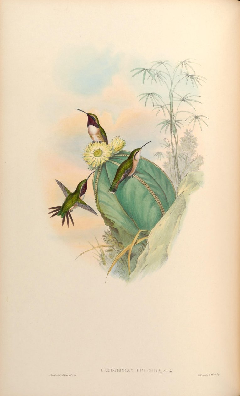 Calothorax -pulpperit tekijältä John Gould