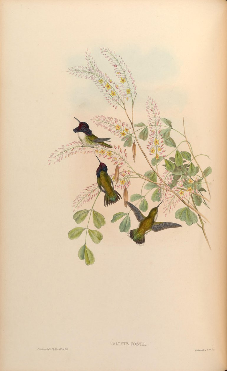 Calypte costae tekijältä John Gould