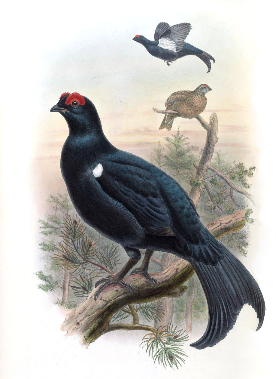 Kaukasiankarva Lyrurus mlokosiewiczi (syn. Tetrao mlokosiewiczi) tekijältä John Gould