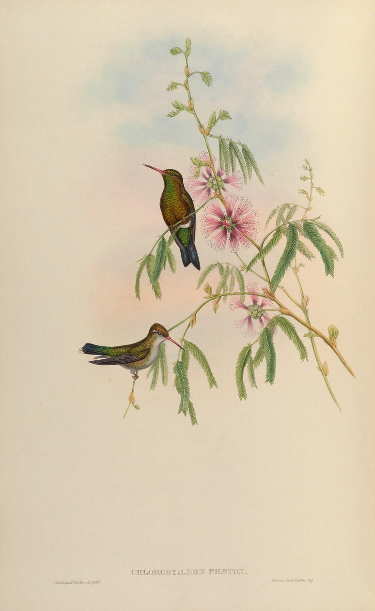 Chlorostilbon phaethon = Chlorostilbon aureoventris = Chlorostilbon lucidus tekijältä John Gould