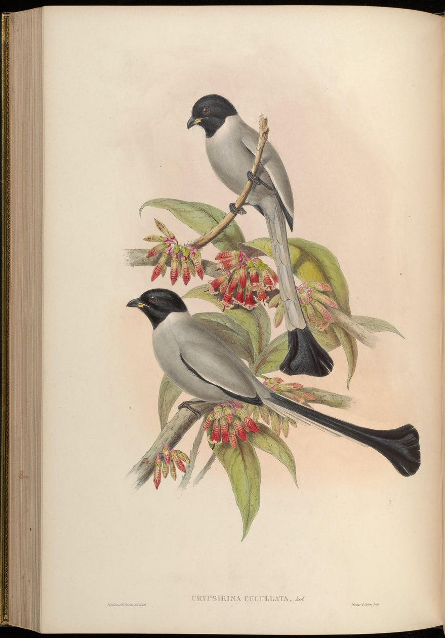 Chrypsirhina cucullata tekijältä John Gould