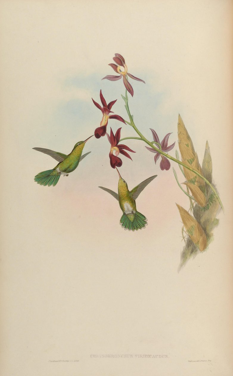 Chrysobronchus viridicauda = Amazilia viridicauda tekijältä John Gould
