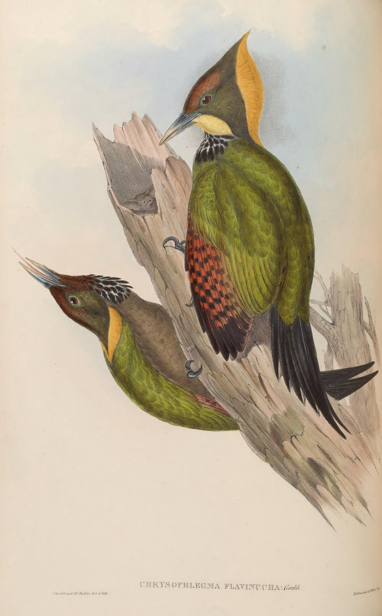 Chrysophlegma flavinucha = Picus flavinucha tekijältä John Gould