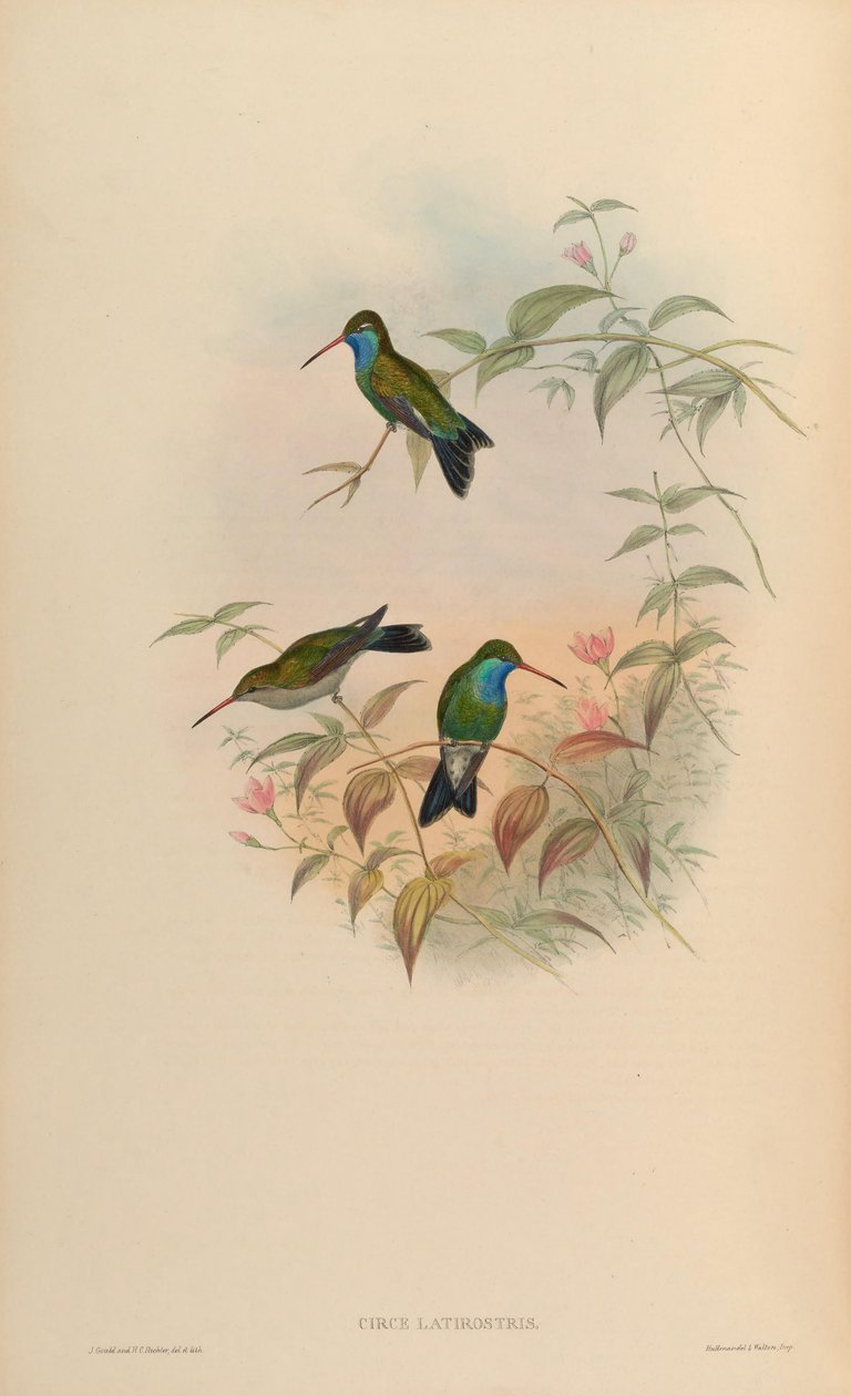 Circe latirostris = Cynanthus latirostris tekijältä John Gould