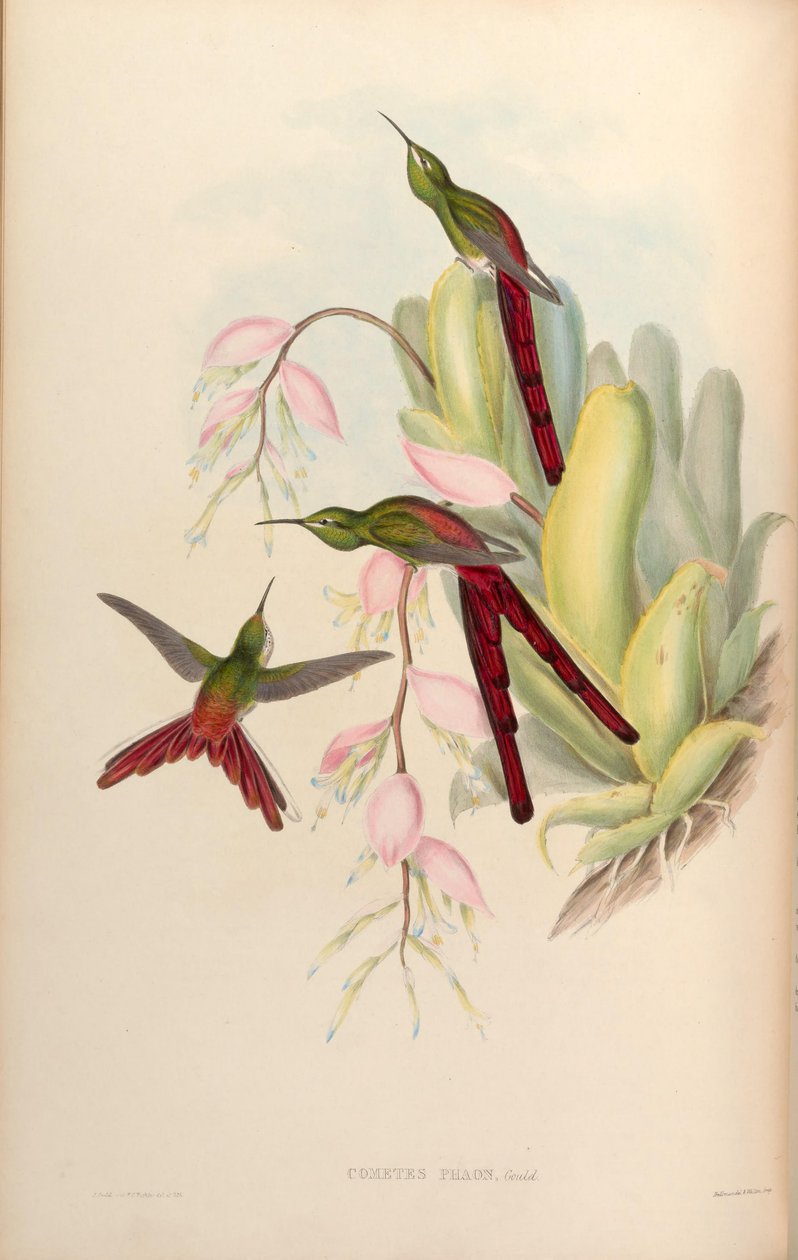 Komeetta phaon = Sappho sparganura tekijältä John Gould
