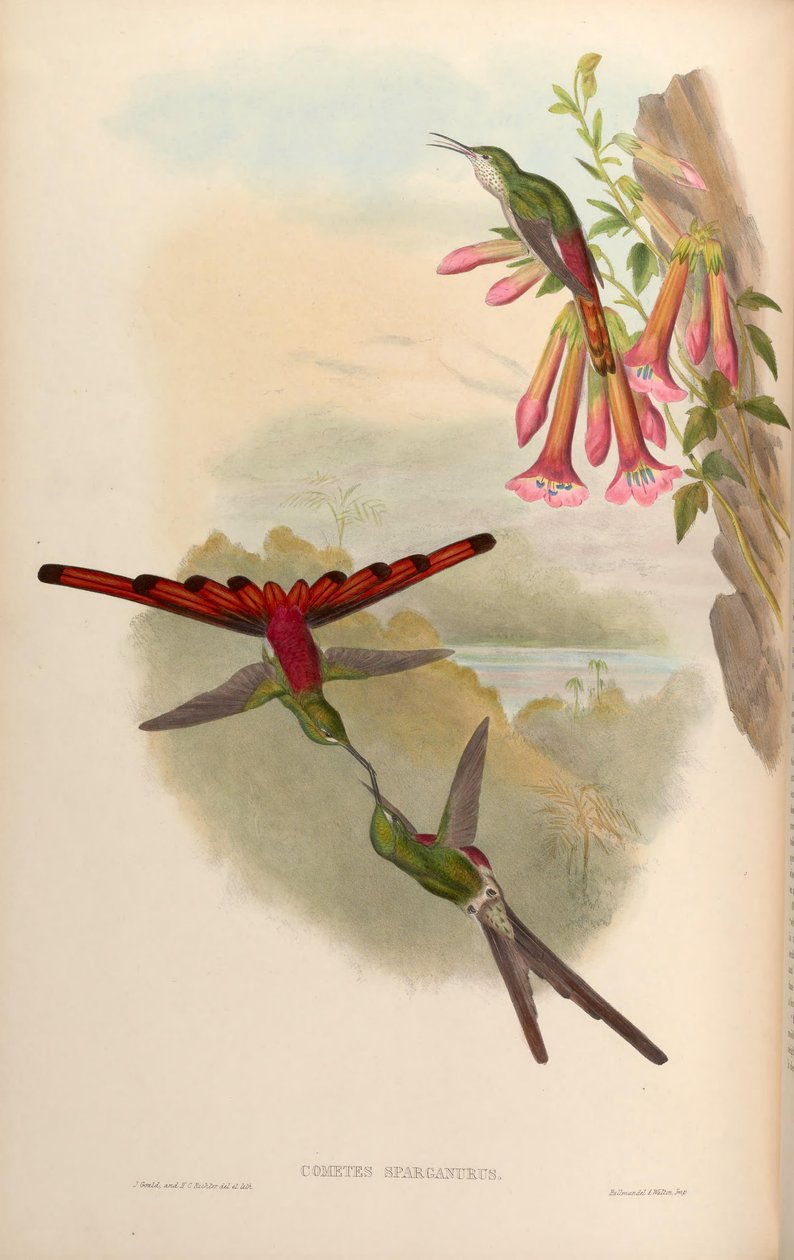 Cometes sparganurus = Sappho sparganura tekijältä John Gould