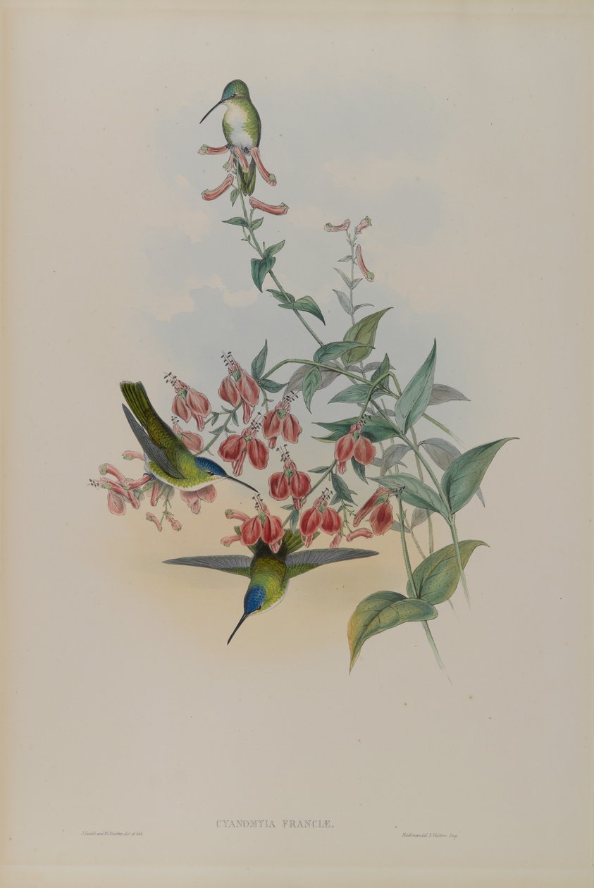 Cyanomyia Franciae: Francias Azure-Crown tekijältä John Gould