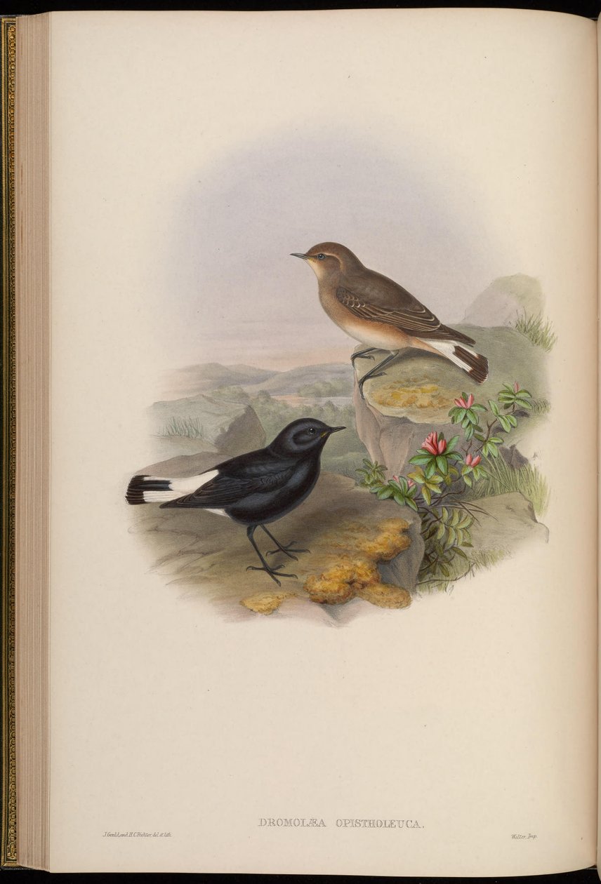 Dromolaea opistholeuca = Oenanthe picata opistholeuca tekijältä John Gould