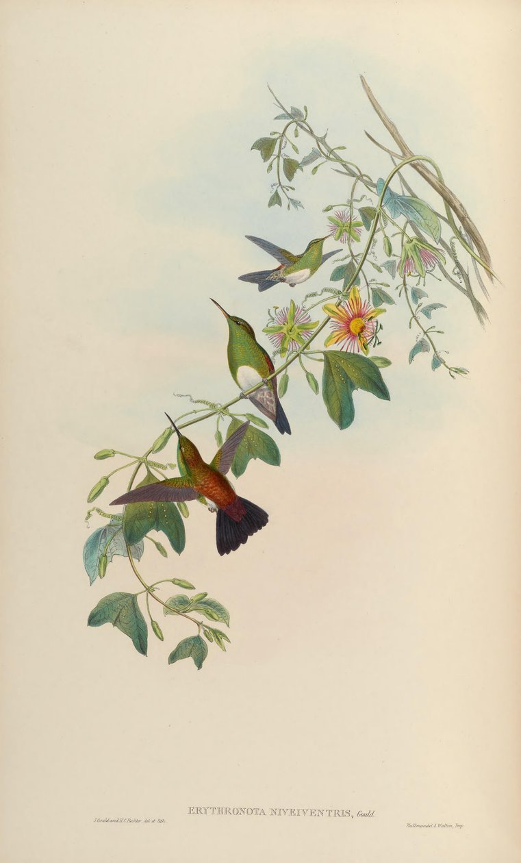 Erythronota niveiventris = Amazilia edward niveiventris tekijältä John Gould
