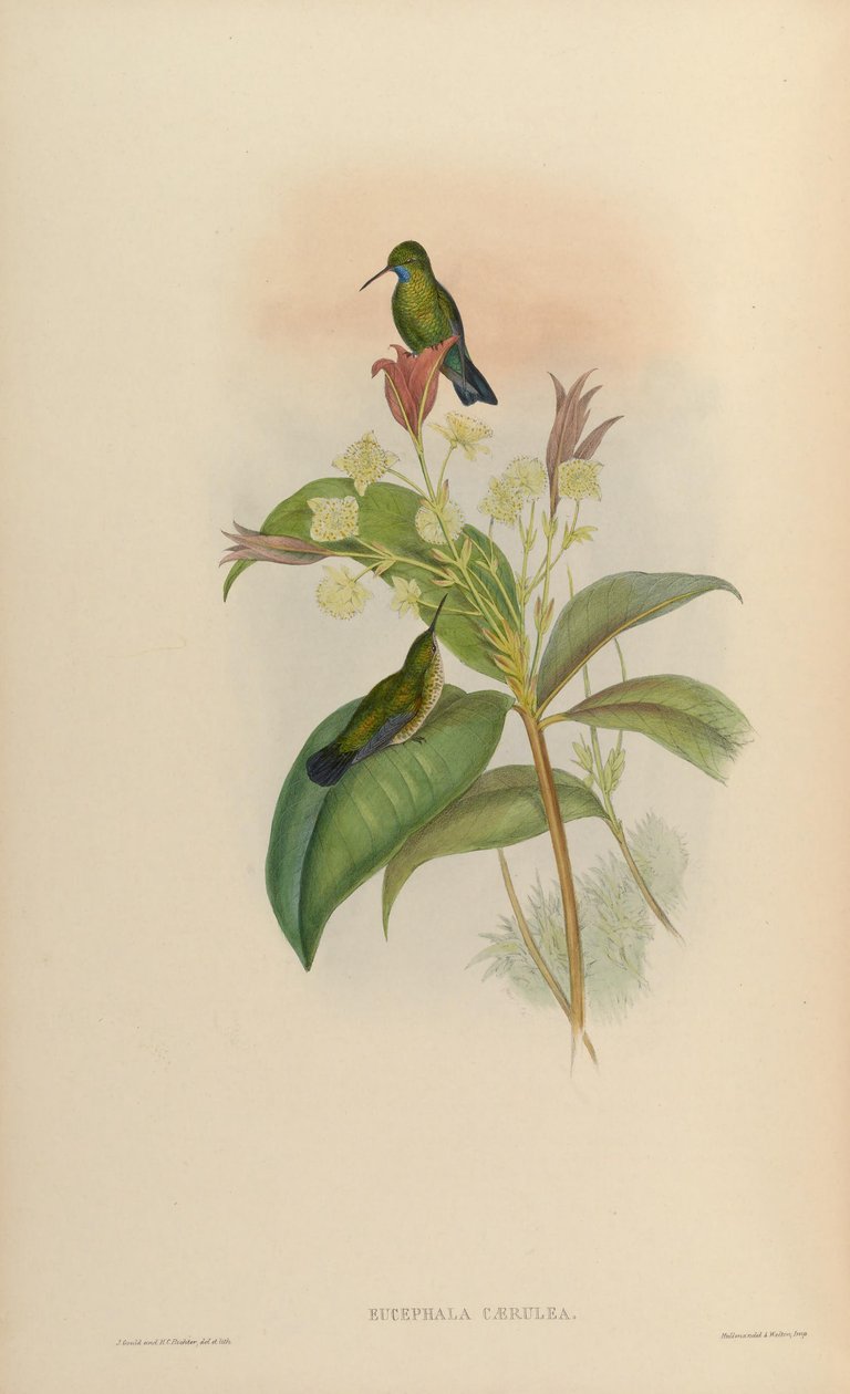 Eucephala caerula = Chlorestes notata notata tekijältä John Gould