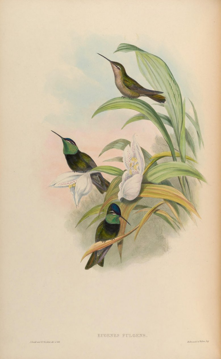 Eugenes fulgens tekijältä John Gould