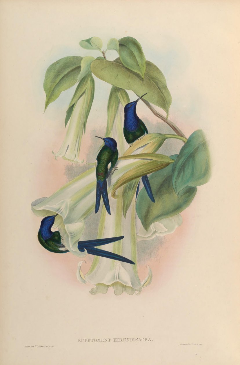 Eupetomena hirundinacea = Eupetomena macroura macroura tekijältä John Gould