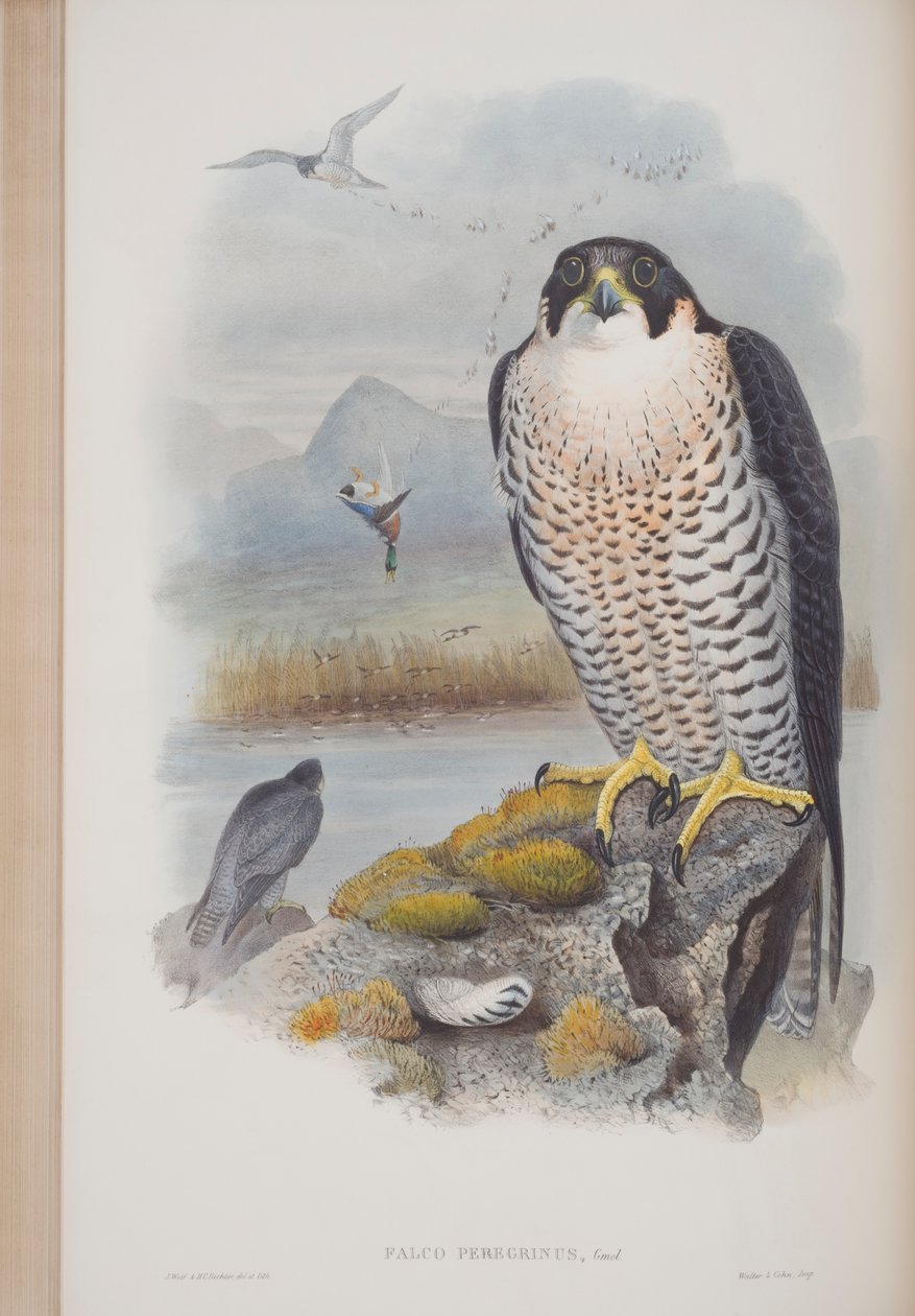 Falco Peregrinus, John Gouldin The Birds of Great Britain -levy, julkaistu 1862-73 (käsinvärinen lito) tekijältä John Gould
