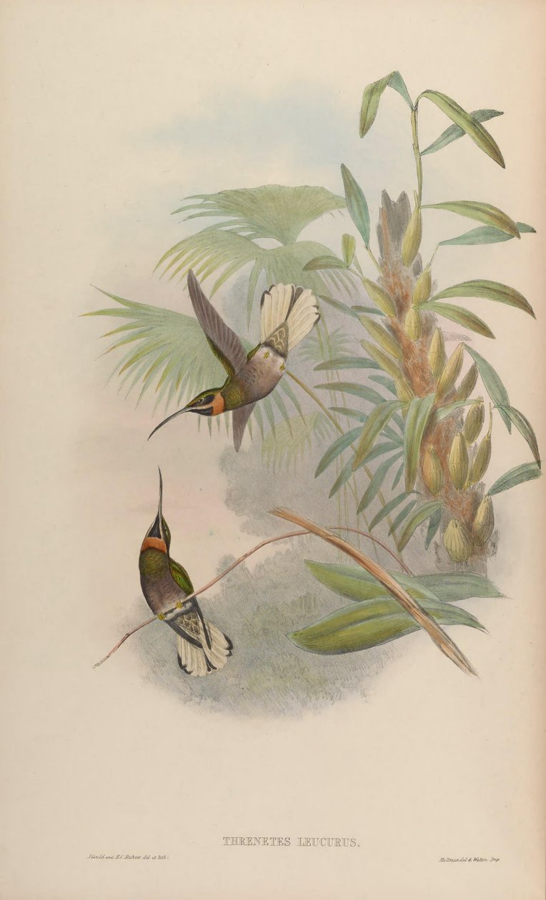Glaucis leucurus = Threnetes leucurus tekijältä John Gould