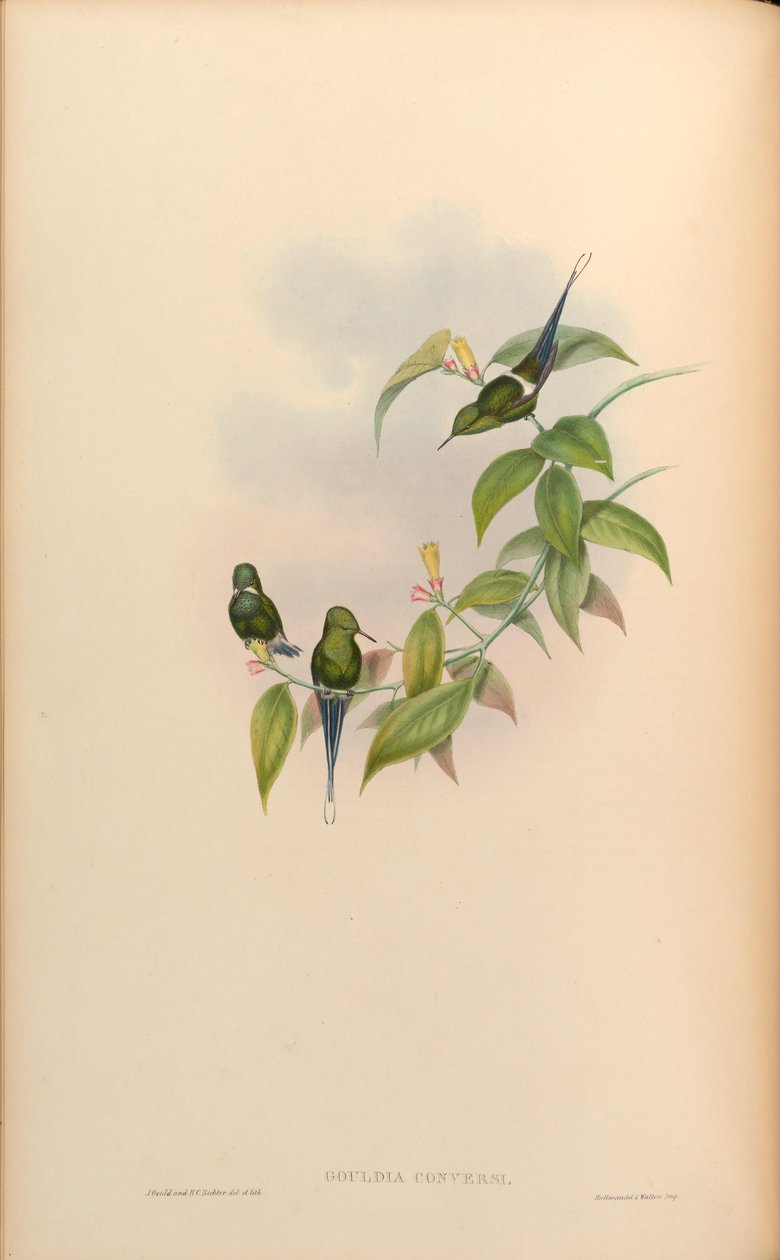 Gouldia conversi = Discosura conversii tekijältä John Gould