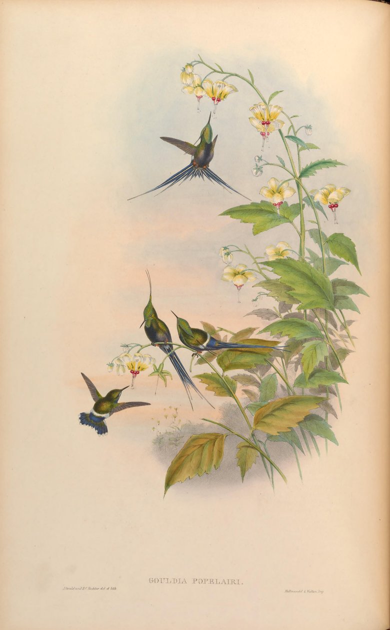 Gouldia popelairii = Discosura popelairii [2] tekijältä John Gould