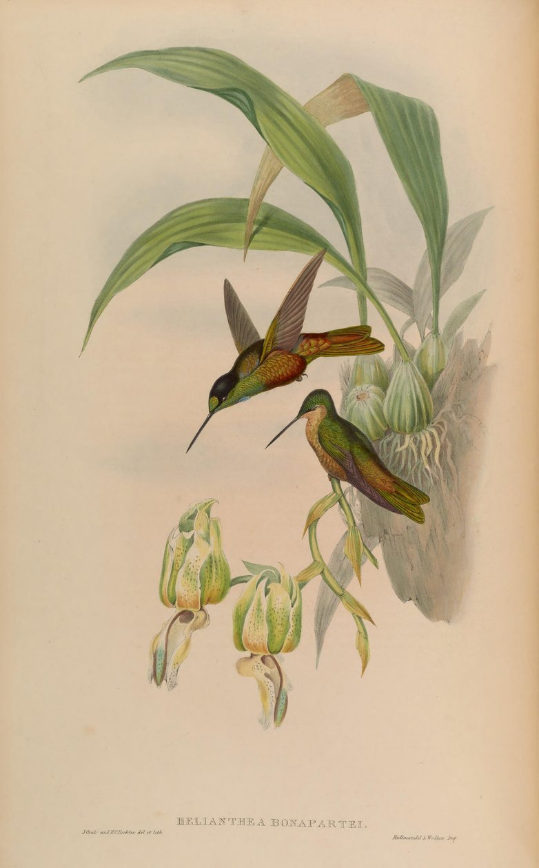 Helianthea bonapartei tekijältä John Gould