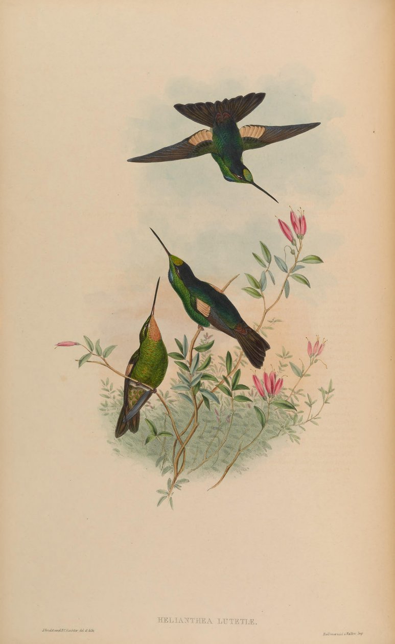 Helianthea lutetiae = Coeligena lutetiae tekijältä John Gould