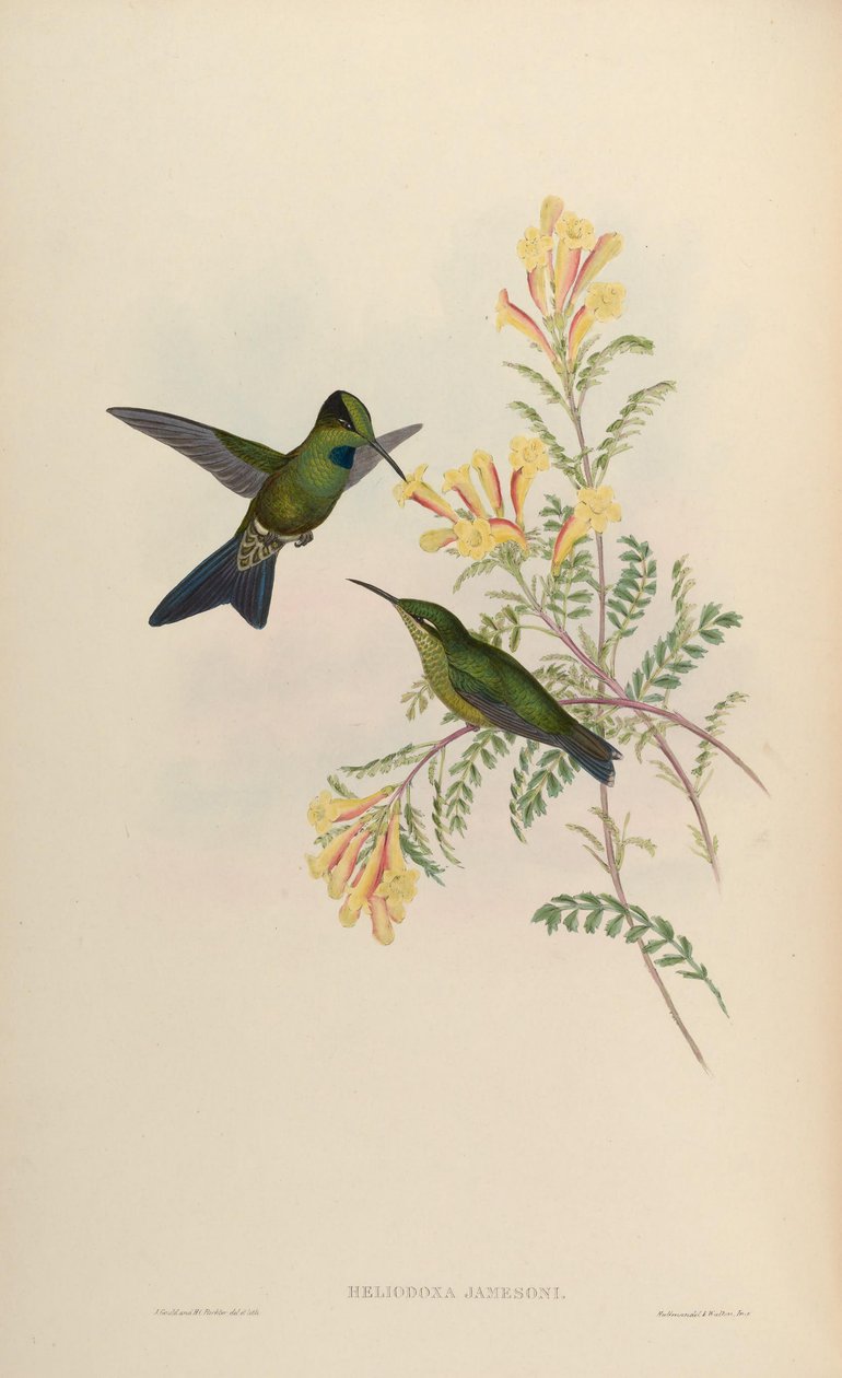 Heliodoxa jamesoni = Heliodoxa jacula jamesoni tekijältä John Gould