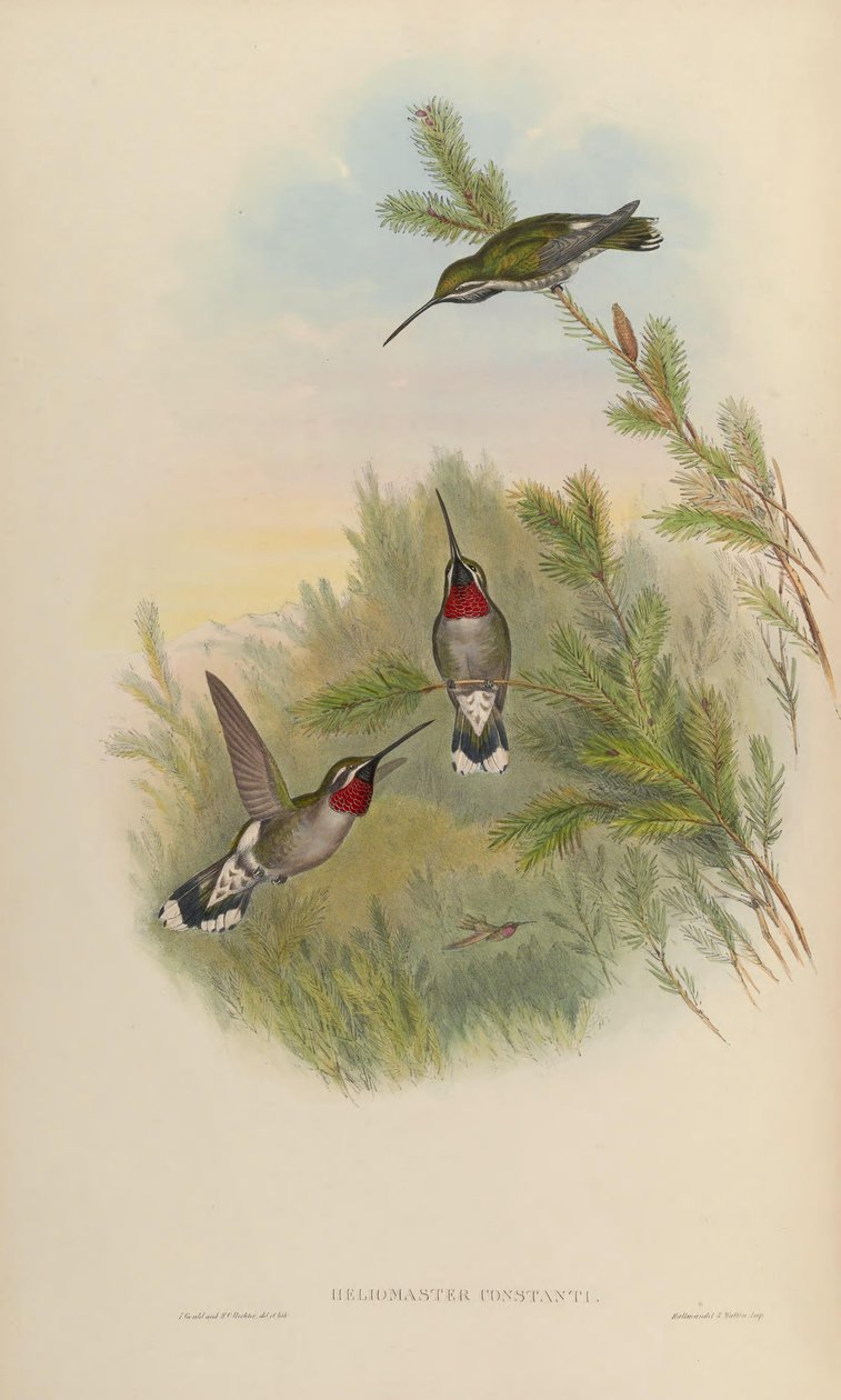 Heliomaster Constantii tekijältä John Gould
