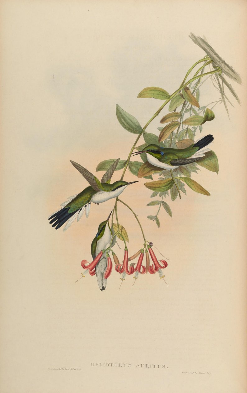 Heliothryx auritus tekijältä John Gould