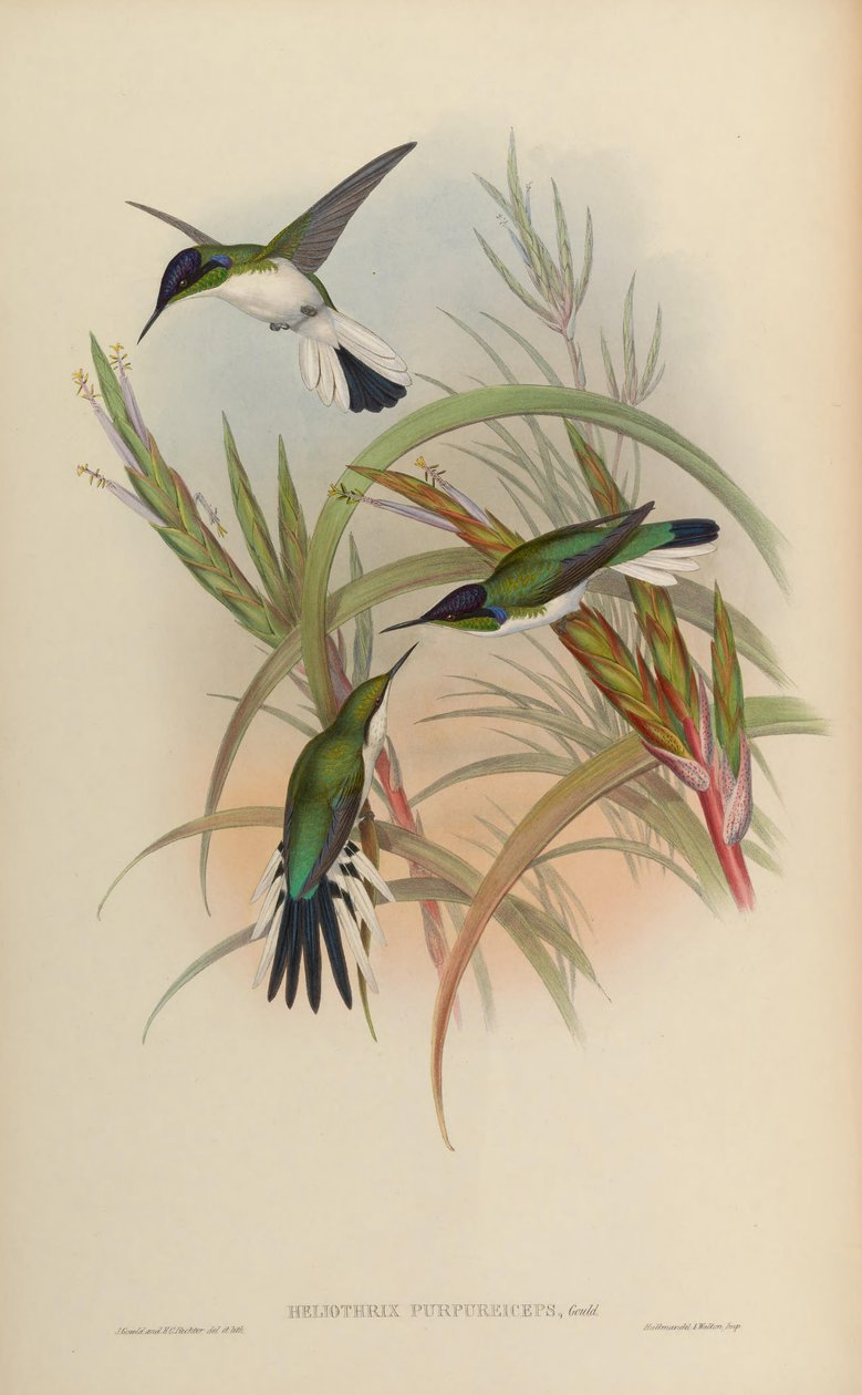 Heliothryx purpureiceps = Heliothryx barroti purpureiceps tekijältä John Gould